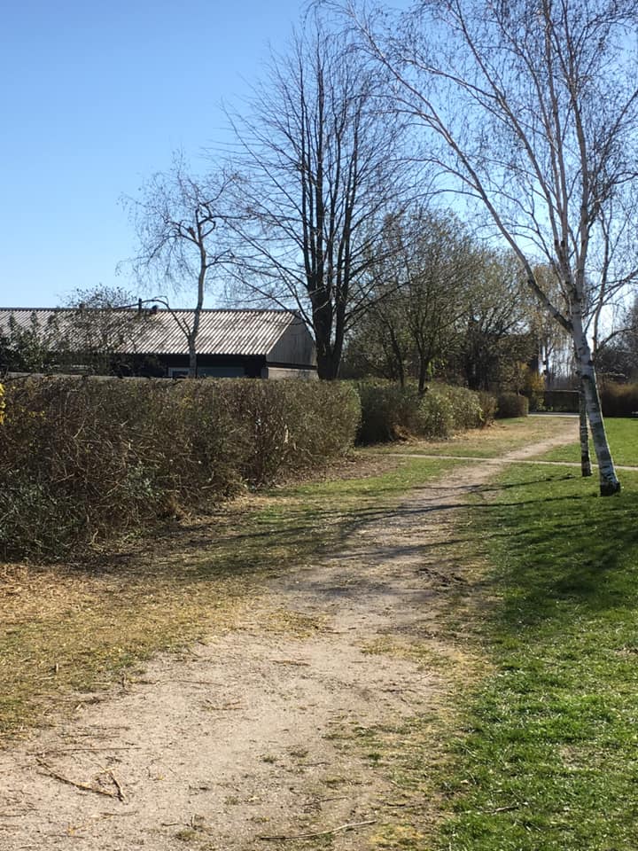 Beskårede træer og beskåret hæk